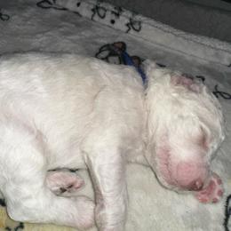 Finn - Cream male Poodle puppy in Prosperity, Pennsylvania from Stelladoodles & Company