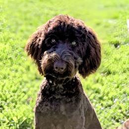 Kovi - Goldendoodle