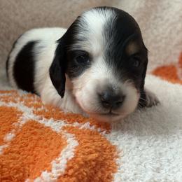 Berlioz - Piebald male Dachshund puppy in Vancouver, Washington from Cascade Minis