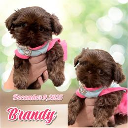 Brandy - Chocolate female Shih Tzu puppy in Hanford, California from MeMaw Shih Tzus