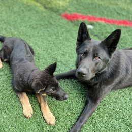 Cane  - German Shepherd