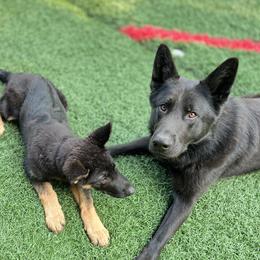 Cane  - German Shepherd