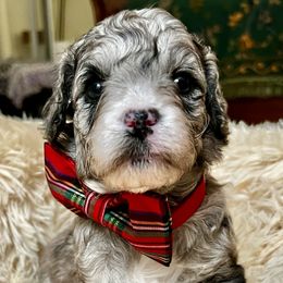 Adrian - Merle male Goldendoodle puppy in Frederick, Maryland from Loving Doodles