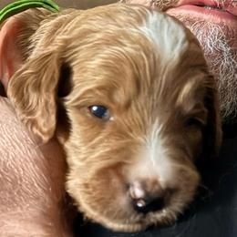 Cosmo - green collar - Apricot male Goldendoodle puppy in Puyallup, Washington from Dawnie’s Doodles