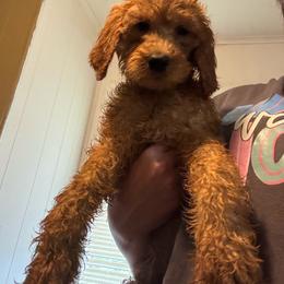 Mauve - Red female Irish Doodle puppy in Harrisburg, Arkansas from Ransone’s Ridge Runners Poodles and Doodles