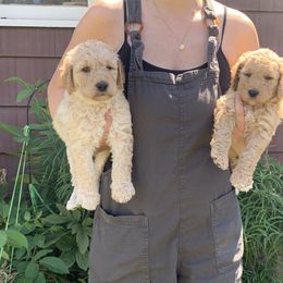 Goldendoodle Puppies from Columbia River Doodles