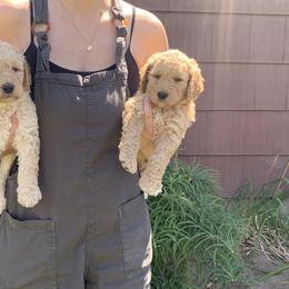 Goldendoodle Puppies from Columbia River Doodles
