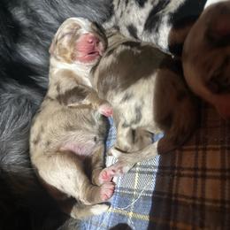 Oakley - Red merle female Australian Shepherd puppy in Lynnville, Indiana from Moonlightaussies