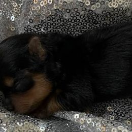 Yorkshire Terriers from Yorkies by Danner