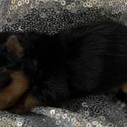 Yorkshire Terriers from Yorkies by Danner