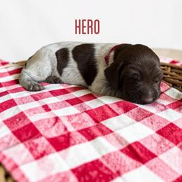 Hero - Liver roan male German Shorthaired Pointer puppy in Polk City, Florida from Yates’ GSP