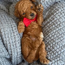 A-Red Boy - Cream male Goldendoodle puppy in Lewisville, Texas from Texas Goldendoodle Lovers