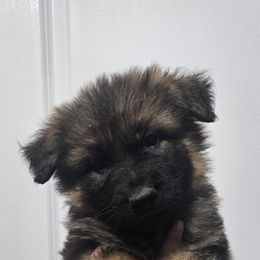 Green Boy - Sable male German Shepherd puppy in Ocala, Florida from Guardian Shepherds