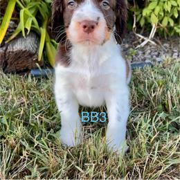 BB3 - Liver white and tan male English Springer Spaniel puppy in Britton, South Dakota from K&S Canines