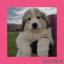 AILISH- hot pink collar - White and badger female Great Pyrenees puppy in Mikado, Michigan from Brittain Family Farm