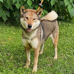 Oshiana - Red sesame female Shikoku Ken puppy in Charleston, West Virginia from Kiseki No Yama