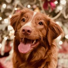 Grace - Nova Scotia Duck Tolling Retriever