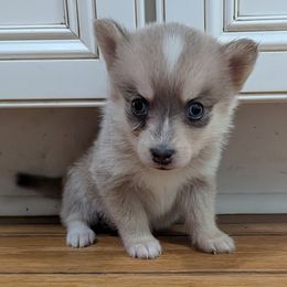 DxL G1 - Blue female Pomsky puppy in Charlotte, Michigan from Moore Pomskies