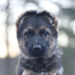 Olive Collar - Bruno - Sable male German Shepherd puppy in Augusta, West Virginia from Cricket Hollow Canines