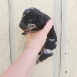 Pratt - Dapple male Dachshund puppy in Cedarcreek, Missouri from Cedarcreek Dachshunds