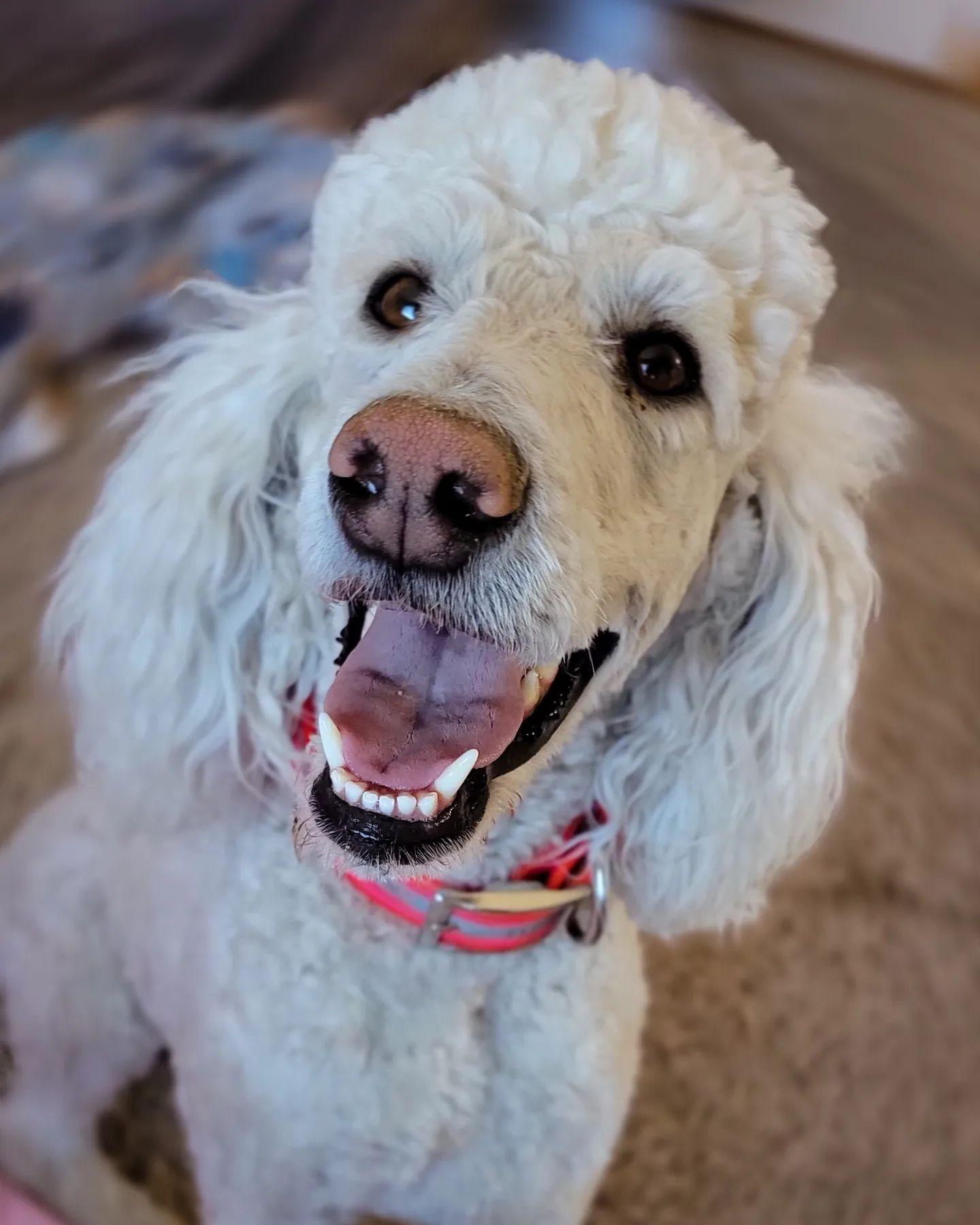 July Rose Kennels in Utah Poodle puppies Good Dog