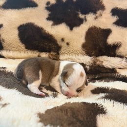 Tinsel - White and red female Pembroke Welsh Corgi puppy in Hillsville, Virginia from Bonderosa Kennels