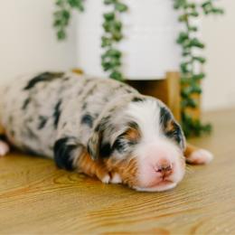 Todd - Merle male Bernedoodle puppy in Spanish Fork, Utah from K Brand Doodles