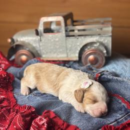 Darla - Caramel female Australian Labradoodle puppy in Dawson, Georgia from Still Pond Australian Labradoodles