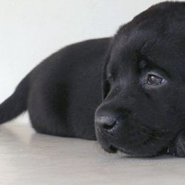 Labrador Retriever Puppies from Barefoot Labradors