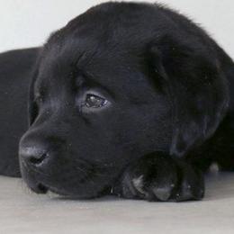 Labrador Retriever Puppies from Barefoot Labradors