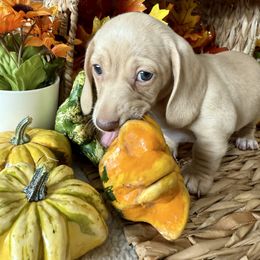 Snow - Cream female Dachshund puppy in Homedale, Idaho from Darlenea Engan