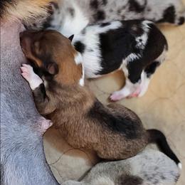 Sable Boy - Sable male Collie puppy in Dickson, Tennessee from Ceilidh Collies