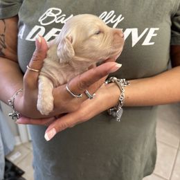 Dachshund Puppies from Sonia’s Creamsicle Dachshunds