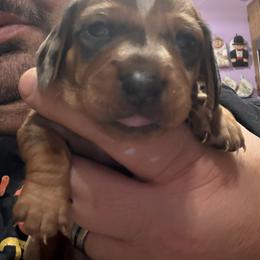 Dachshund Puppies from Witchy Woman’s Wiener’s
