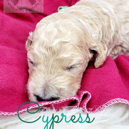 Poodle Puppies from Serene Arenas' Standard Poodles