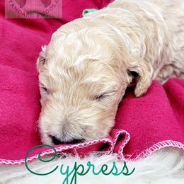 Poodle Puppies from Serene Arenas' Standard Poodles