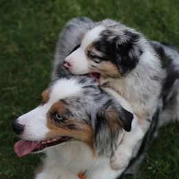Miniature Australian Shepherd Puppies from Ridgestar Aussies