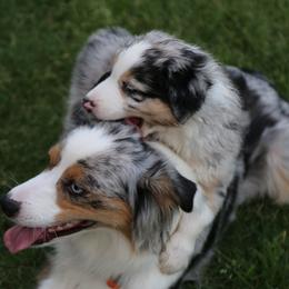 Miniature Australian Shepherd Puppies from Ridgestar Aussies