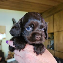 Cocker Spaniel Puppies from Cocker Paradise