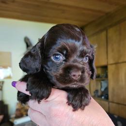 Cocker Spaniel Puppies from Cocker Paradise
