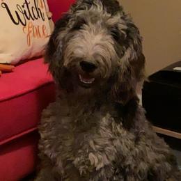 Bear - Goldendoodle