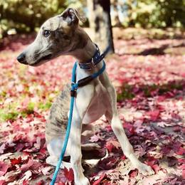 Whippet Puppies from Smithfield Park