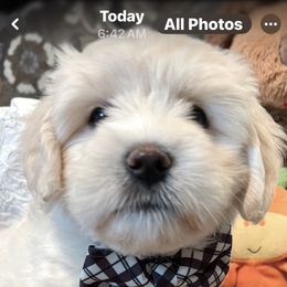 Splash - White male Coton de Tulear puppy in Freeport, Texas from H❤️PE COTONS