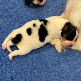 Spooky - White black and tan male Papillon puppy in West End, North Carolina from Papillons in the Pines