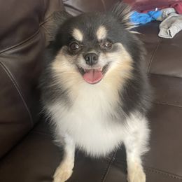 Pumpkin - Pomeranian