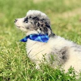 Charlie - Blue merle male Aussiedoodle puppy in Eastman, Georgia from Dood B Ranch