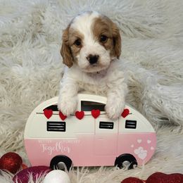 Cavapoo, Goldendoodle, and Labradoodle Puppies from Curls and Camo Pups