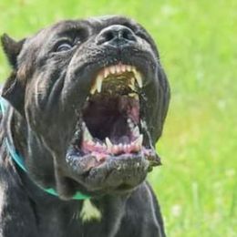 Cane Corso from Black Magic Cane Corso