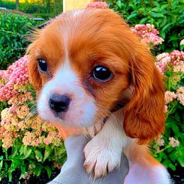 Camden aka Cami - Blenheim female Cavalier King Charles Spaniel puppy in Watsontown, Pennsylvania from Huntsman Cavaliers