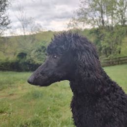 Pepper - Black female Poodle puppy in Independence, Virginia from Amberly Standard Poodles